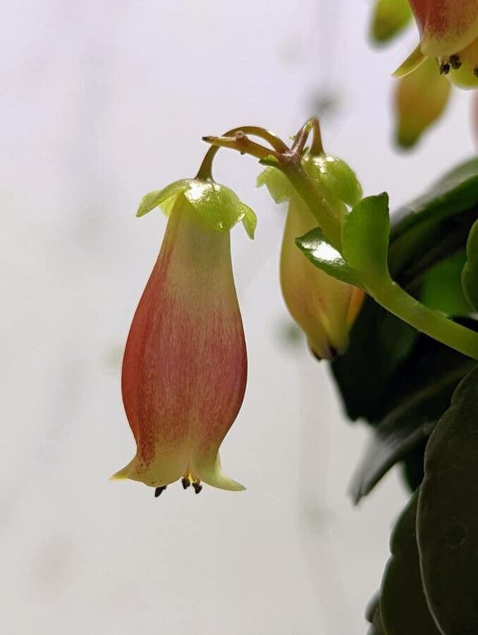 Kalanchoe