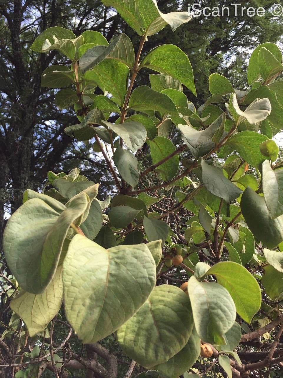 Vangueria 11