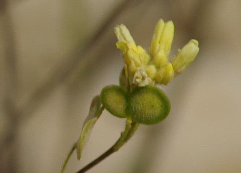 Biscutella valentina