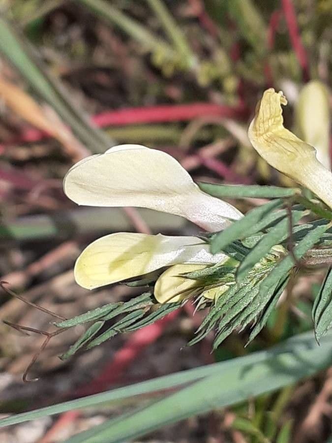 Vesce jaune 7