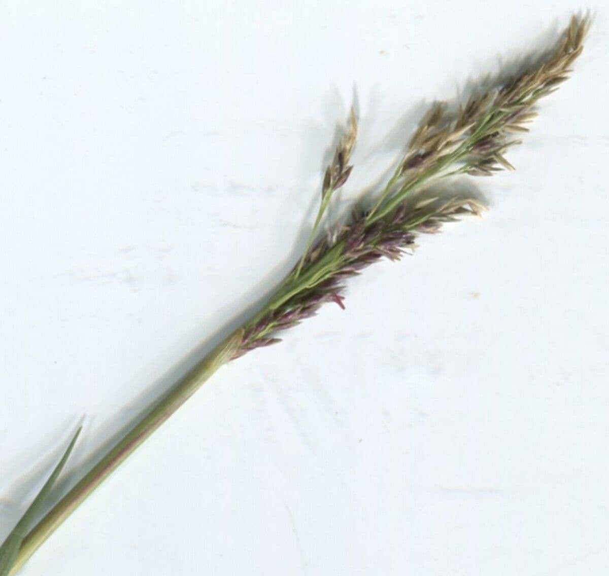 Aeluropus 6