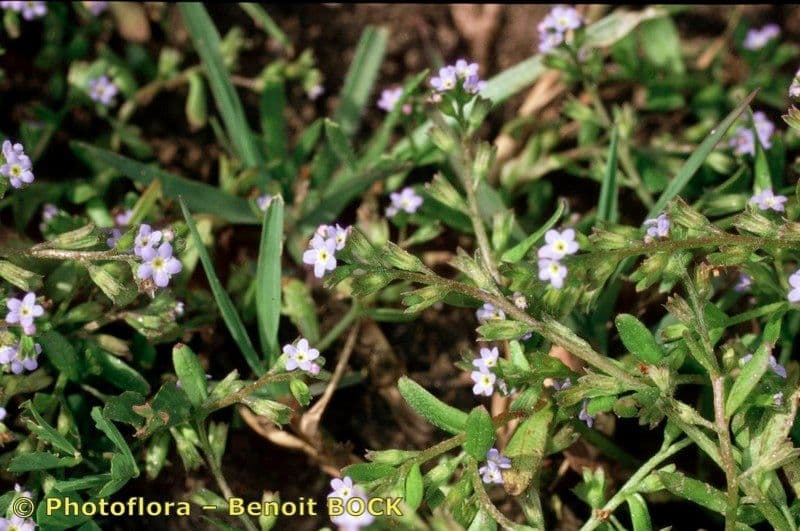 Miosotide siciliana 8