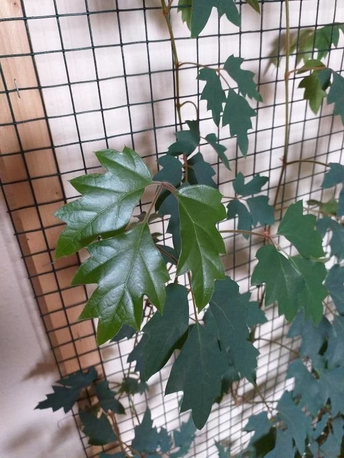 Cissus alato 20