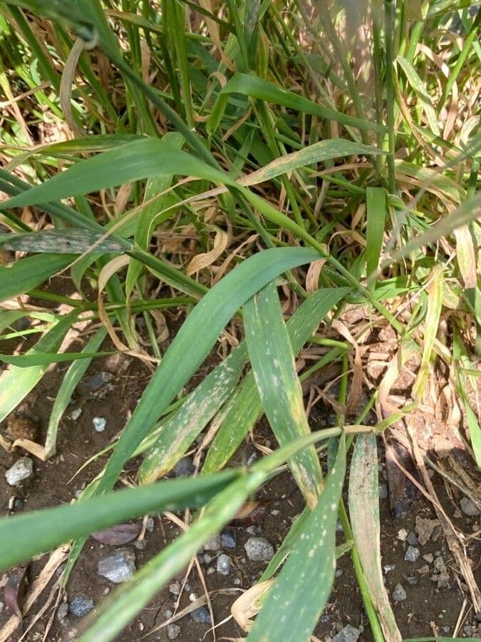 Elymus tsukushiensis 3