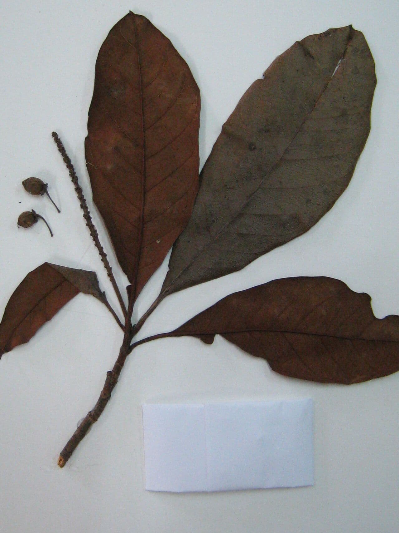 Byrsonima 8