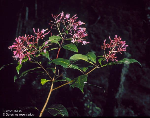 Fuchzia 12