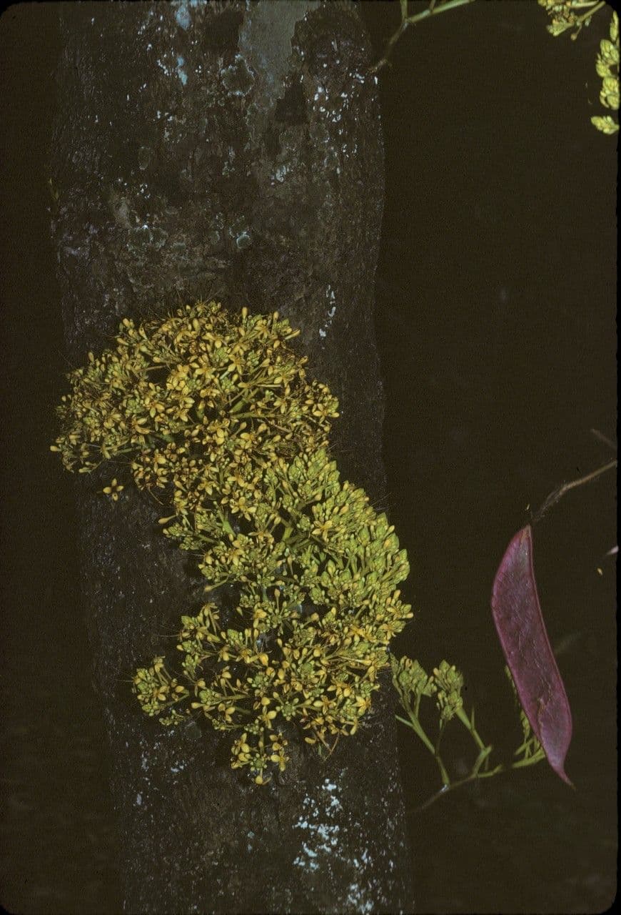 Saraca gialla 3