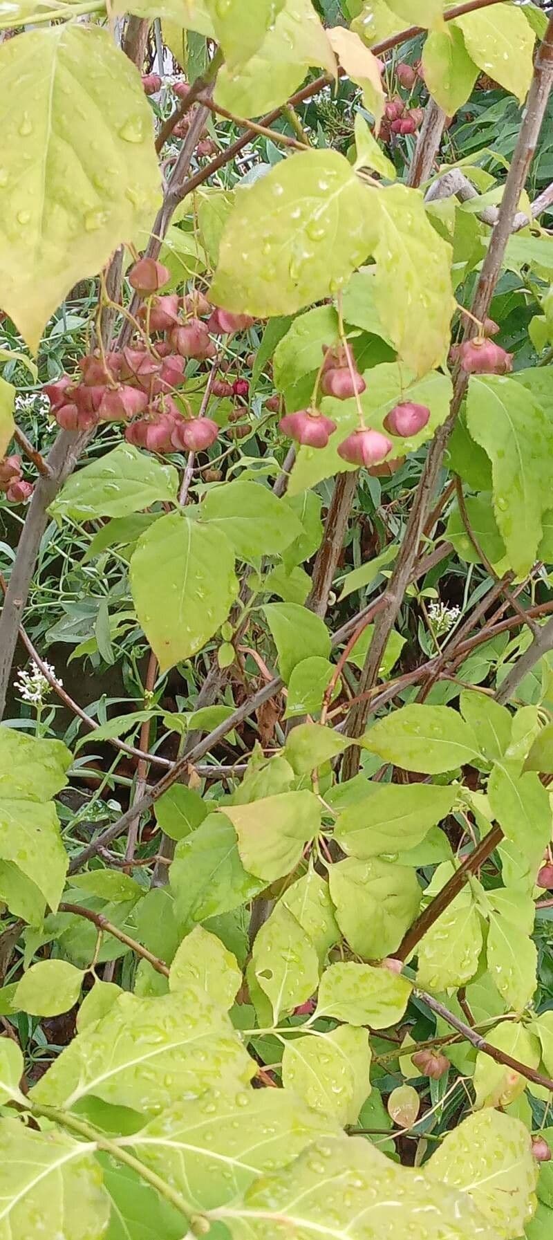 Fusain à larges feuilles 15
