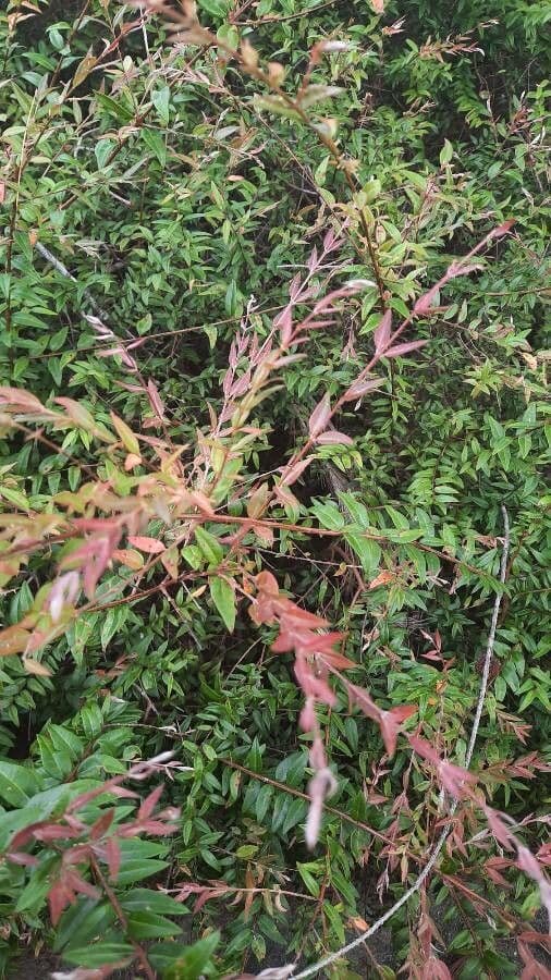 Austromyrtus 4