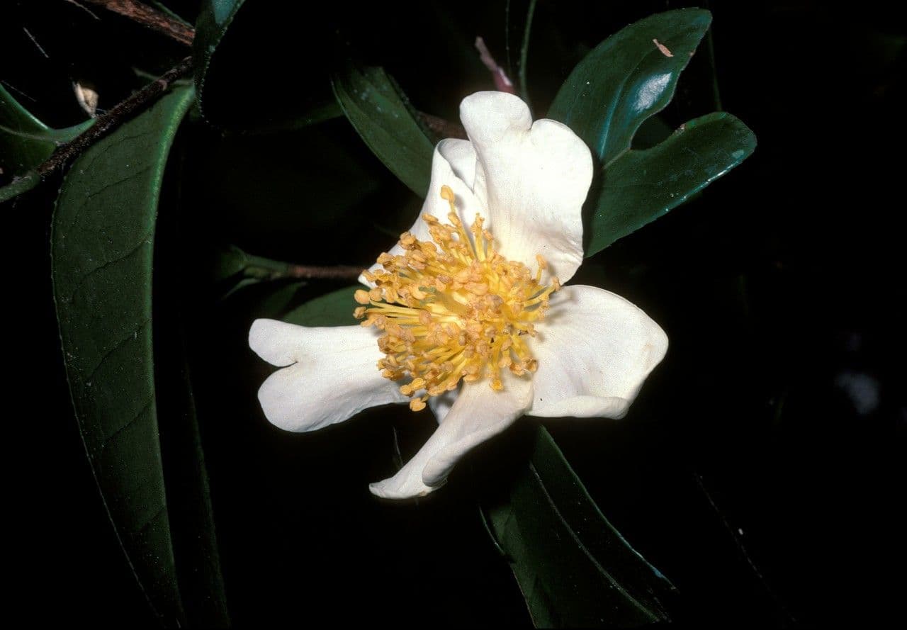 Camelia
