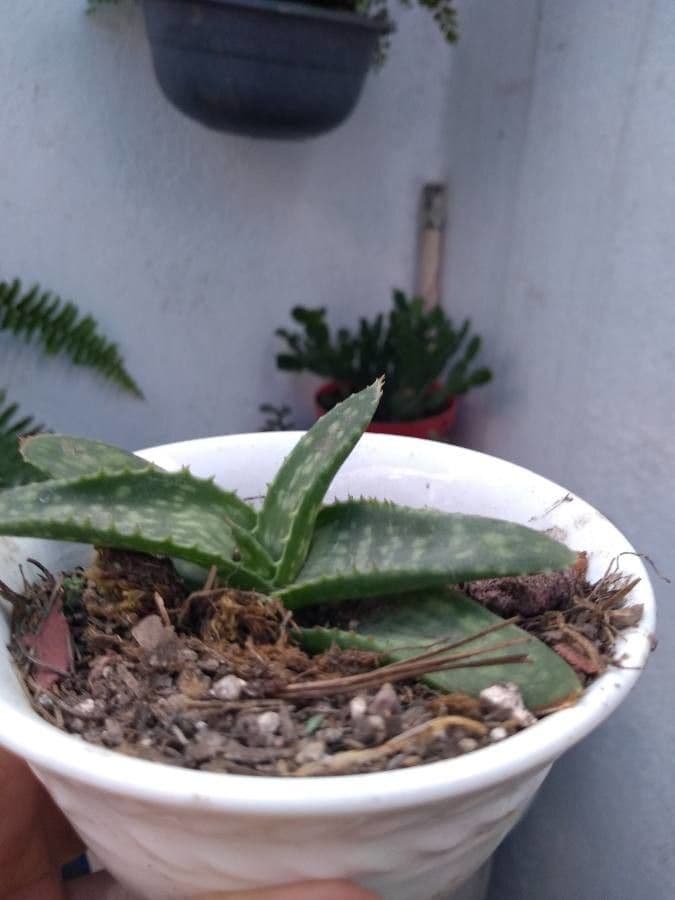 Aloe 4