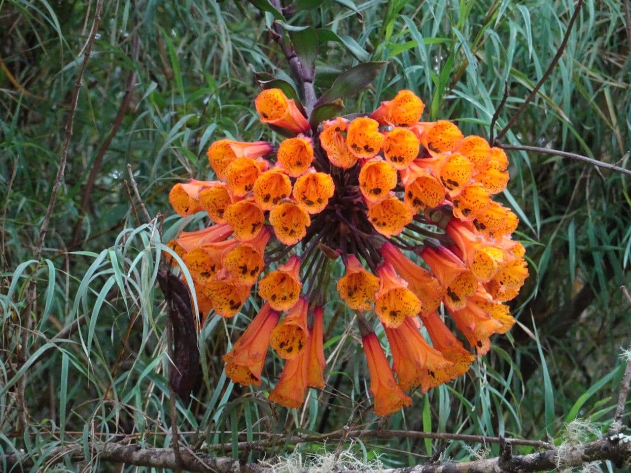 Bomarea multiflora 3