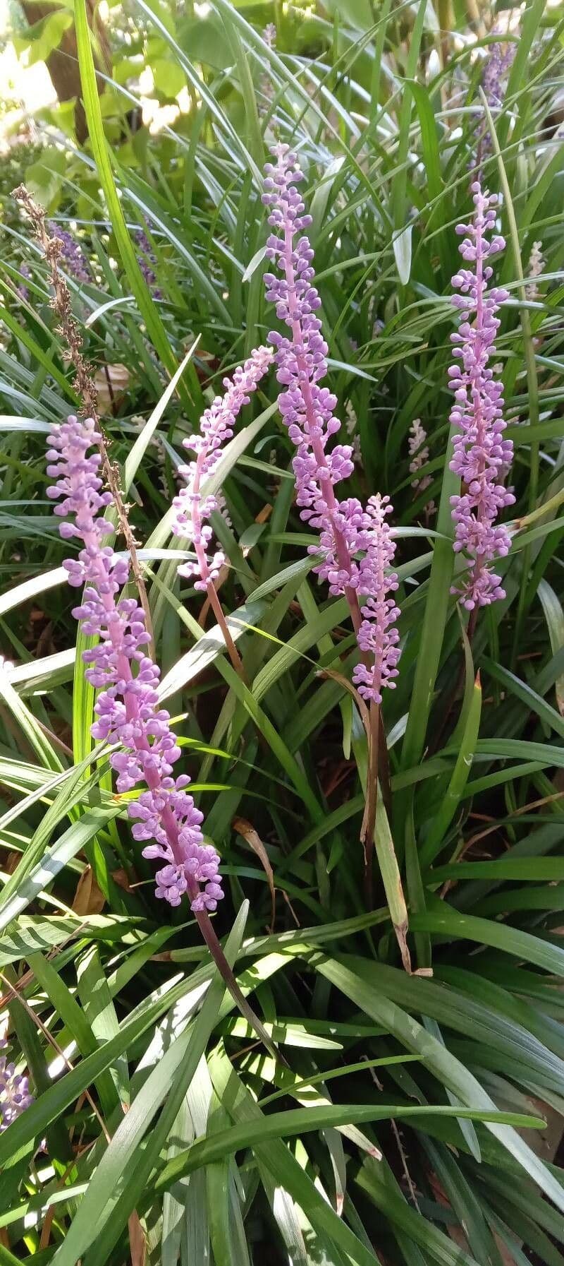 Liriope 13