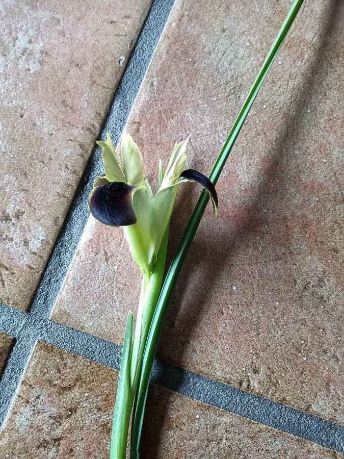 Iris tuberoso 17