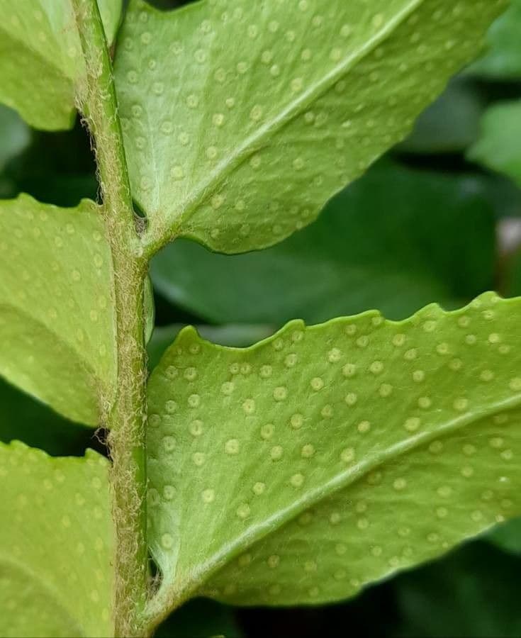 Cyrtomium falcatum 16