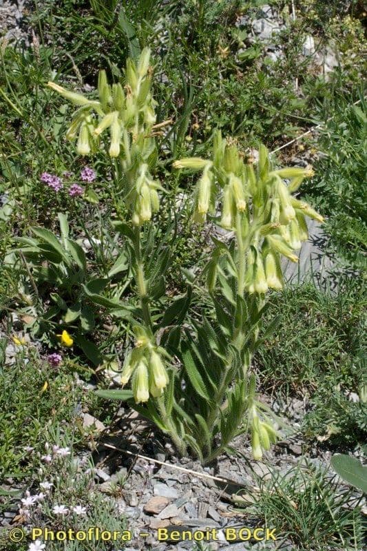 Onosma 12