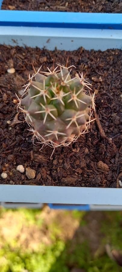 Mammillaria uncinata 15