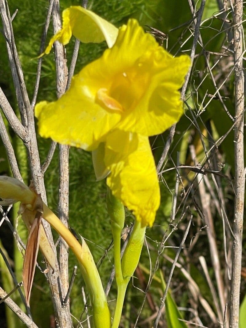 Schlaffe Canna 6