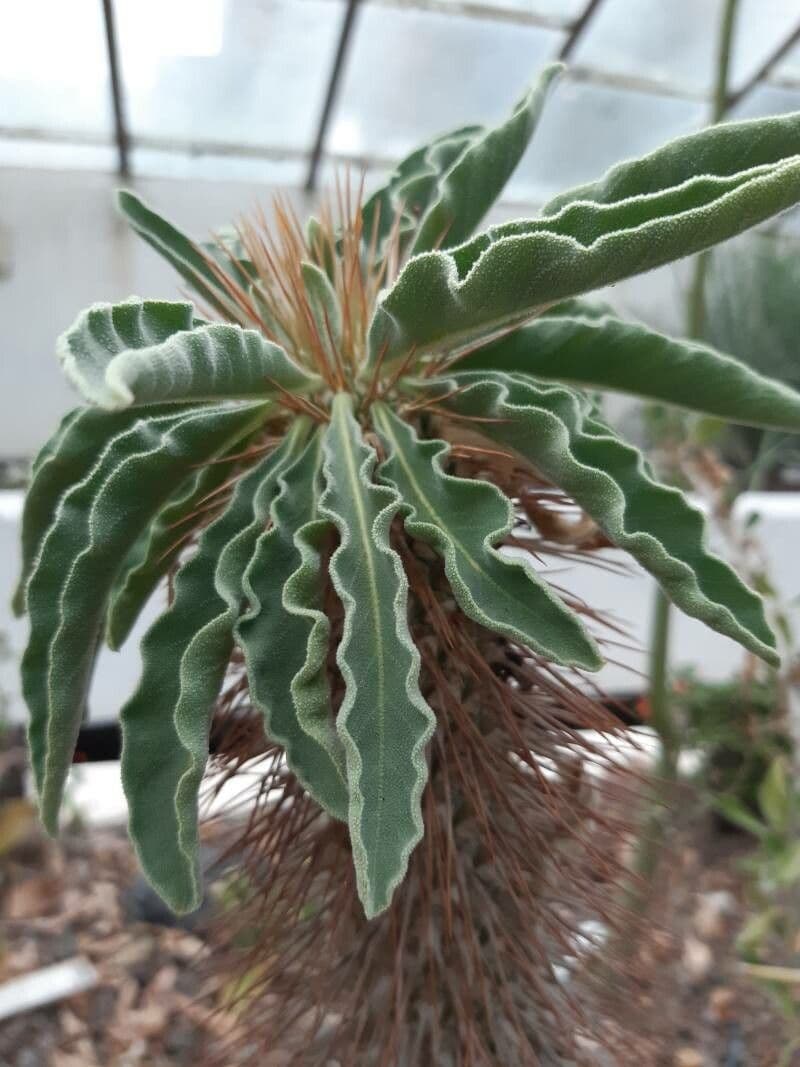 Pachypodium namaquanum 7