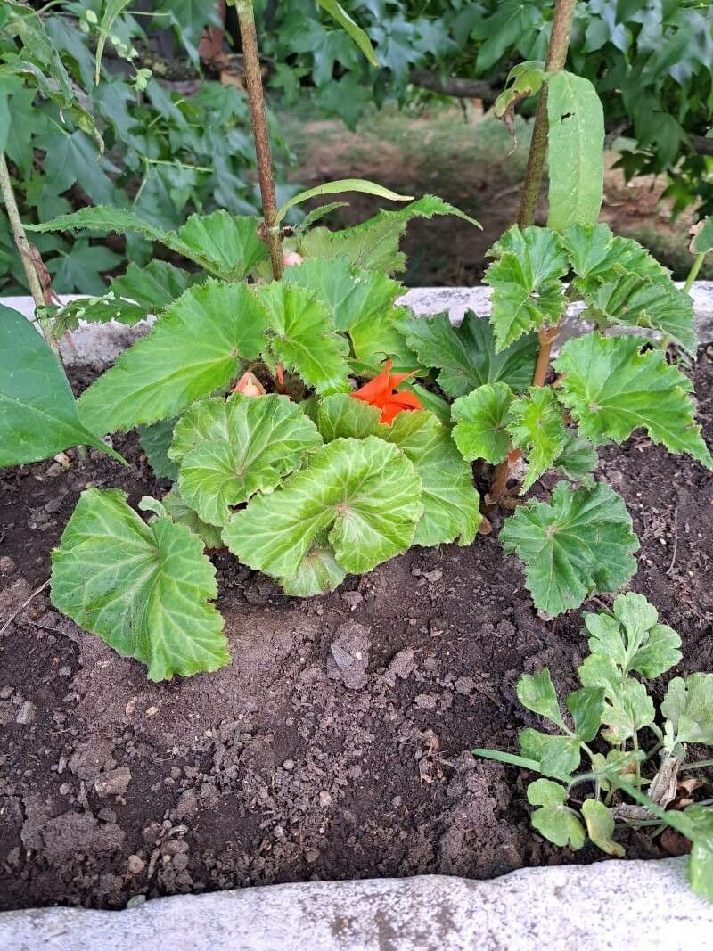 Begonia boliviana 25