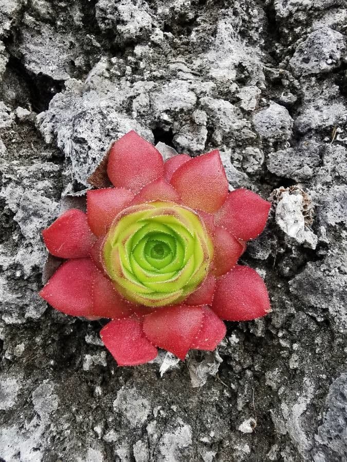 Aeonium 7