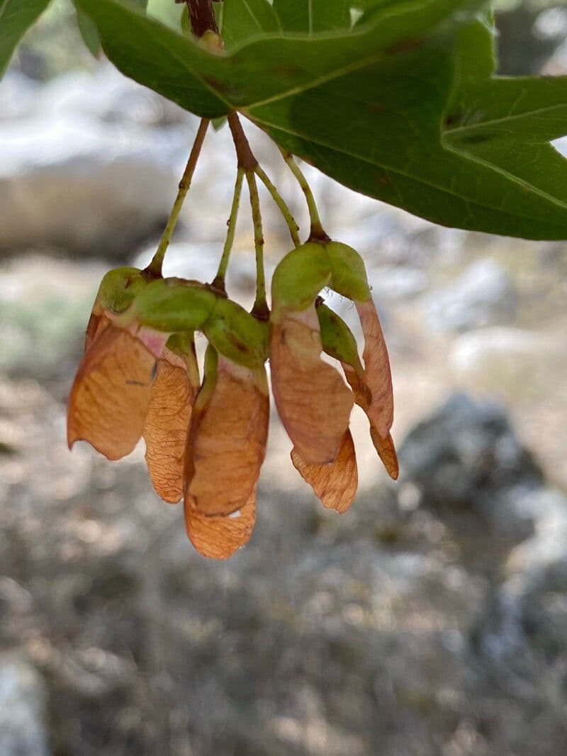 Acero di Creta 5