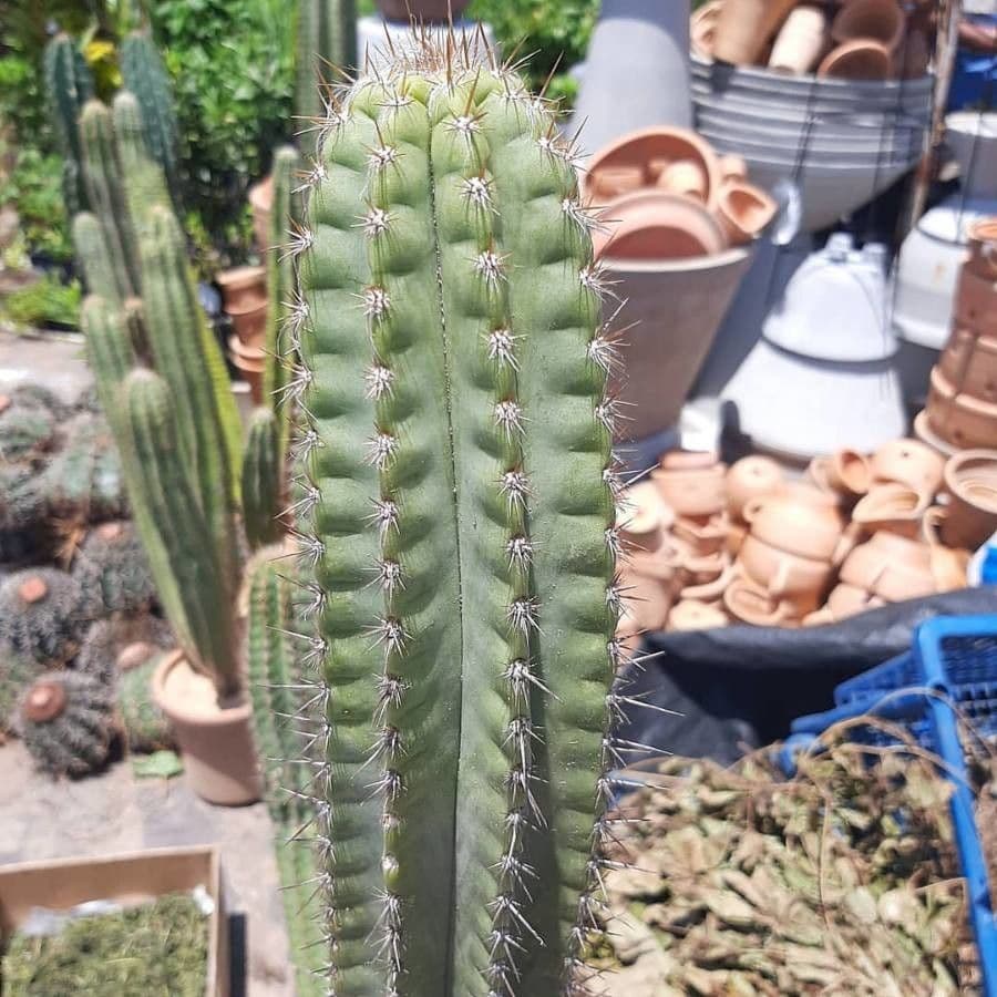 Cactus organo 16