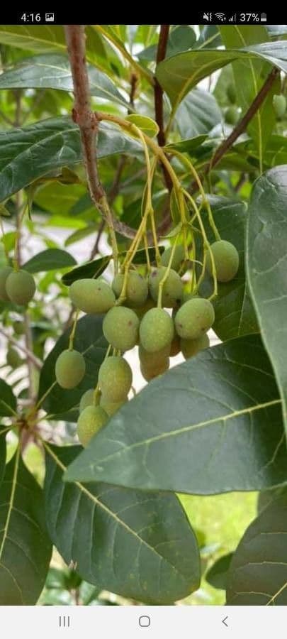 Chionanthus 4