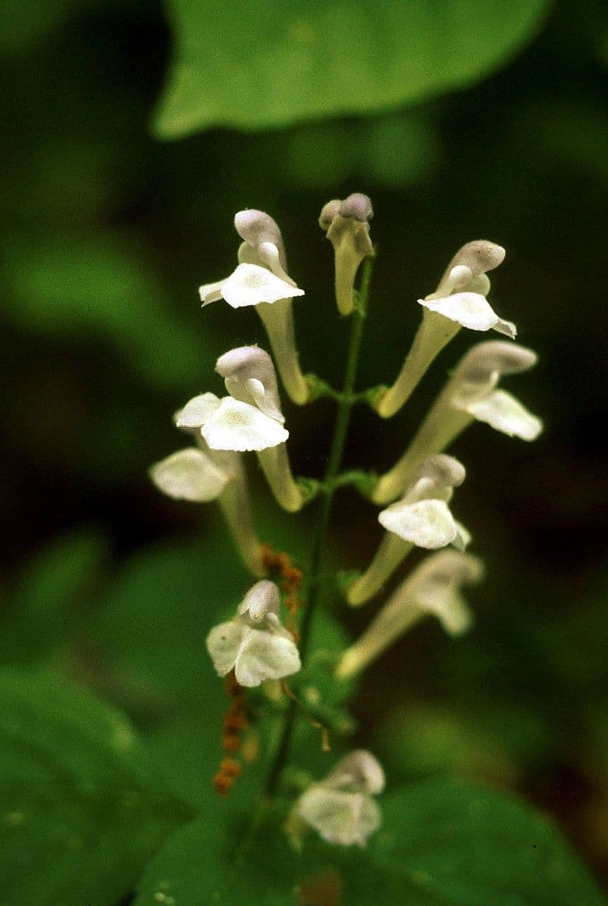 Scutellaria 5