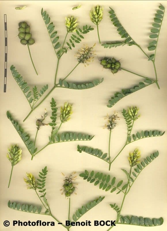 Astragalo ceci 25