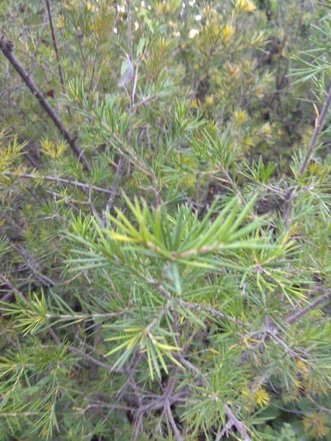Rosmarinblättrige Grevillea 29