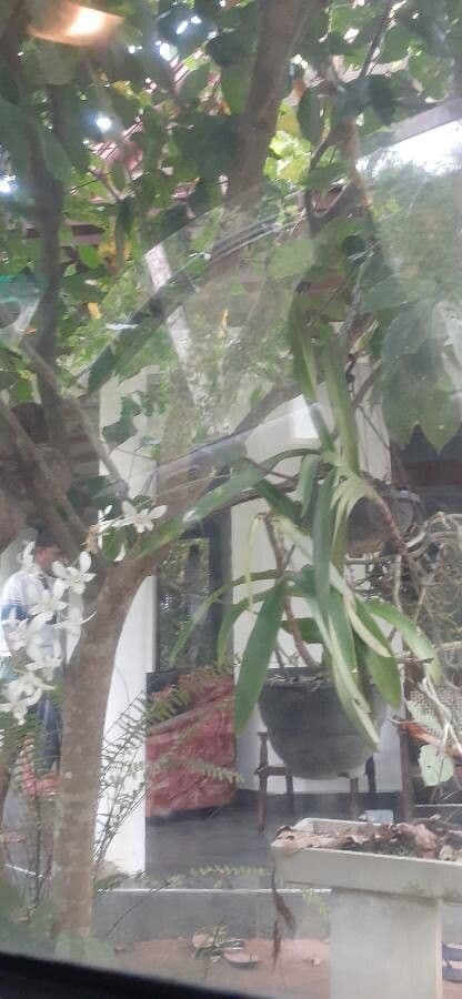Orchidea 6