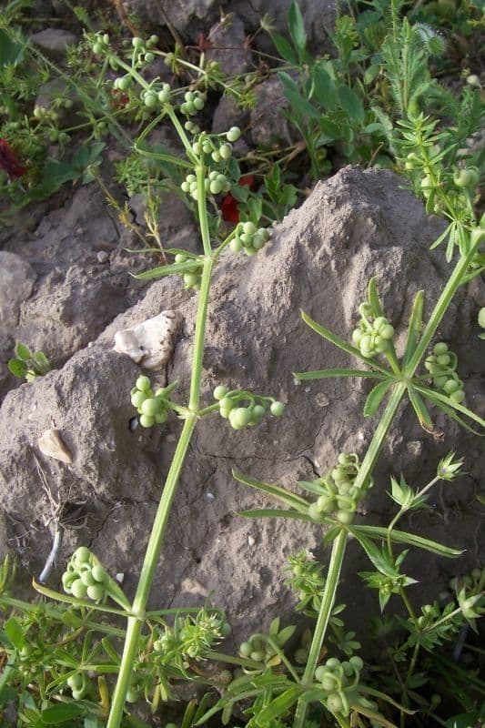 Corn-cleavers 11