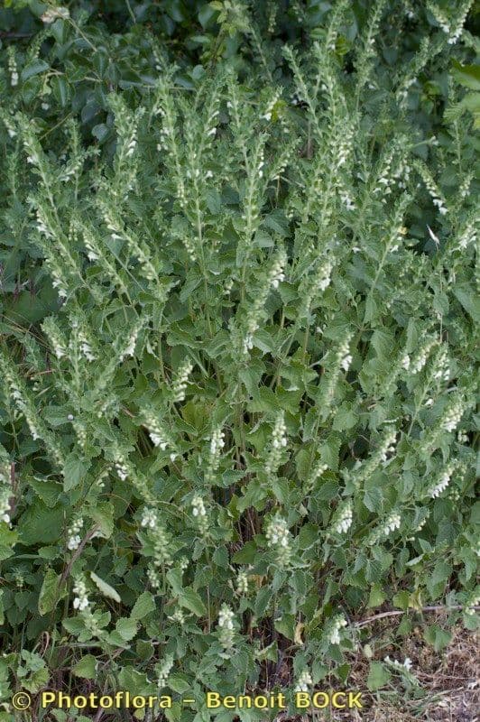 Scutellaria 9