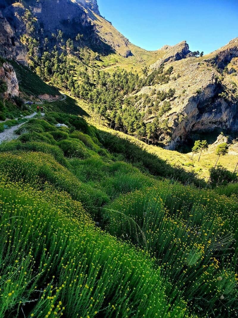 Santolina kosmata 11