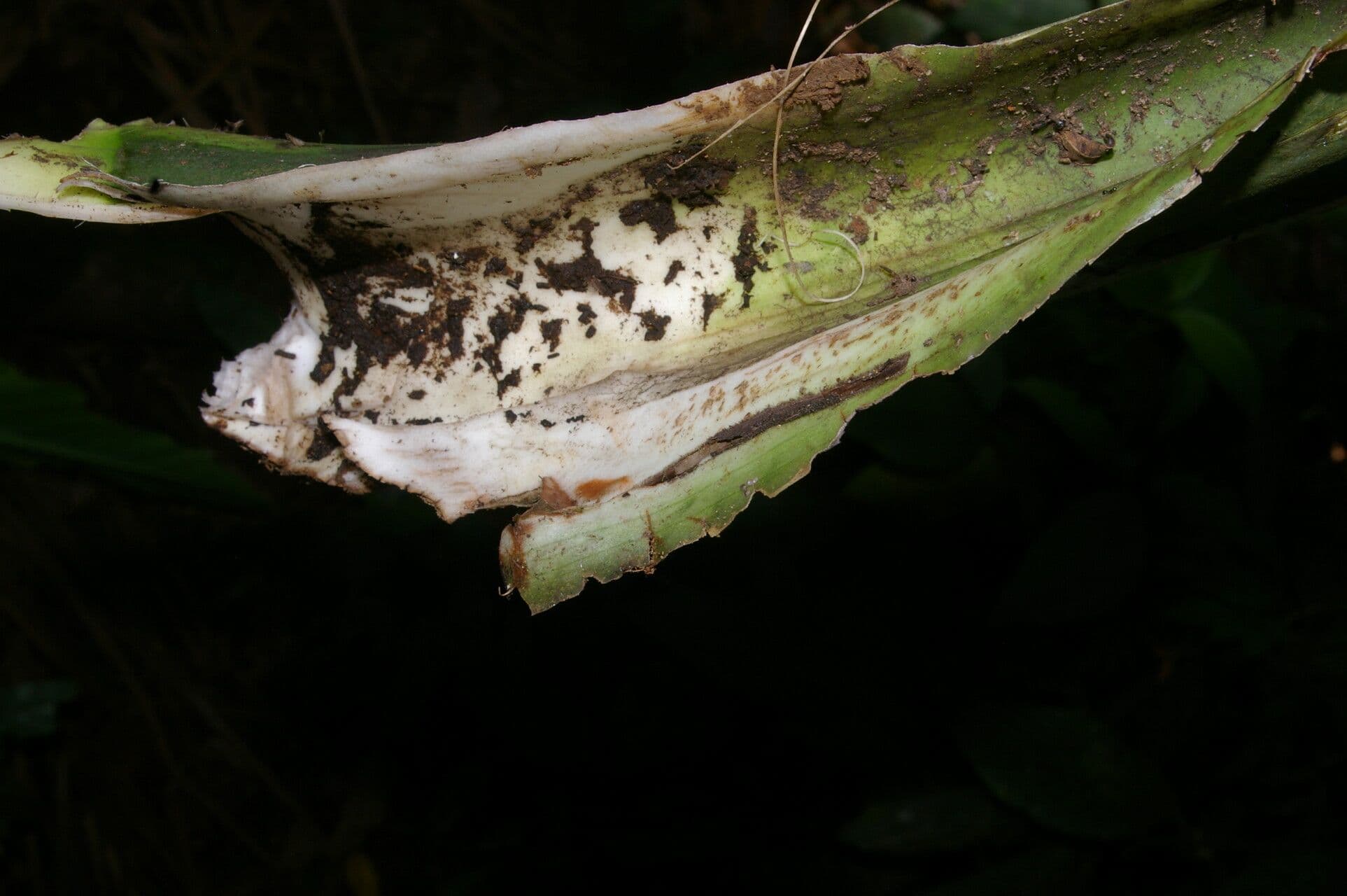 Monstera 12