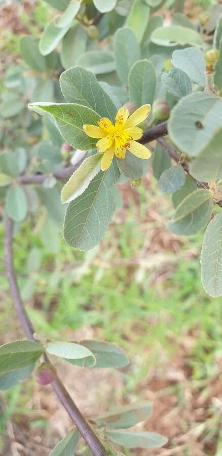 Grewia gialla 4