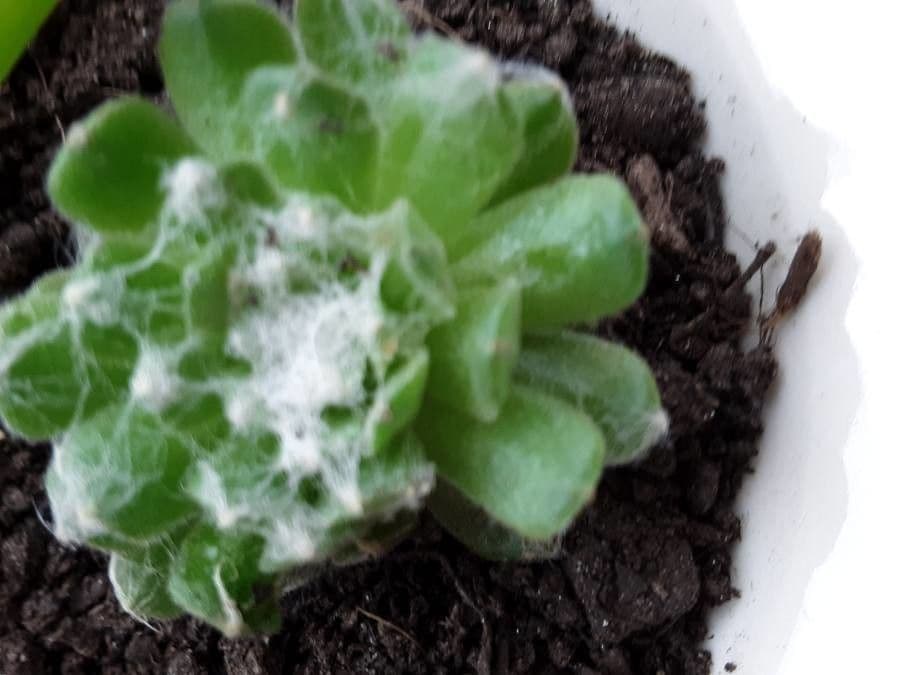 Psilocarphus brevissimus 12