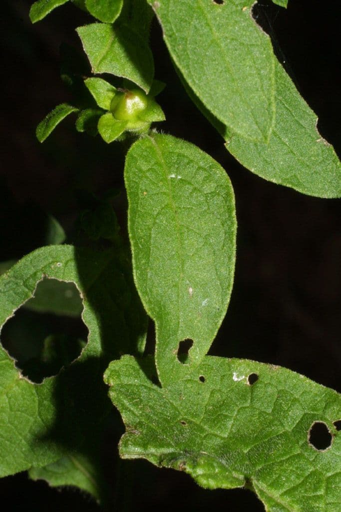 Dasistoma 18