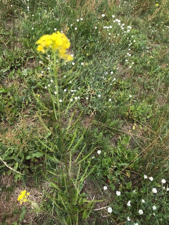 Loesels Rauke 3