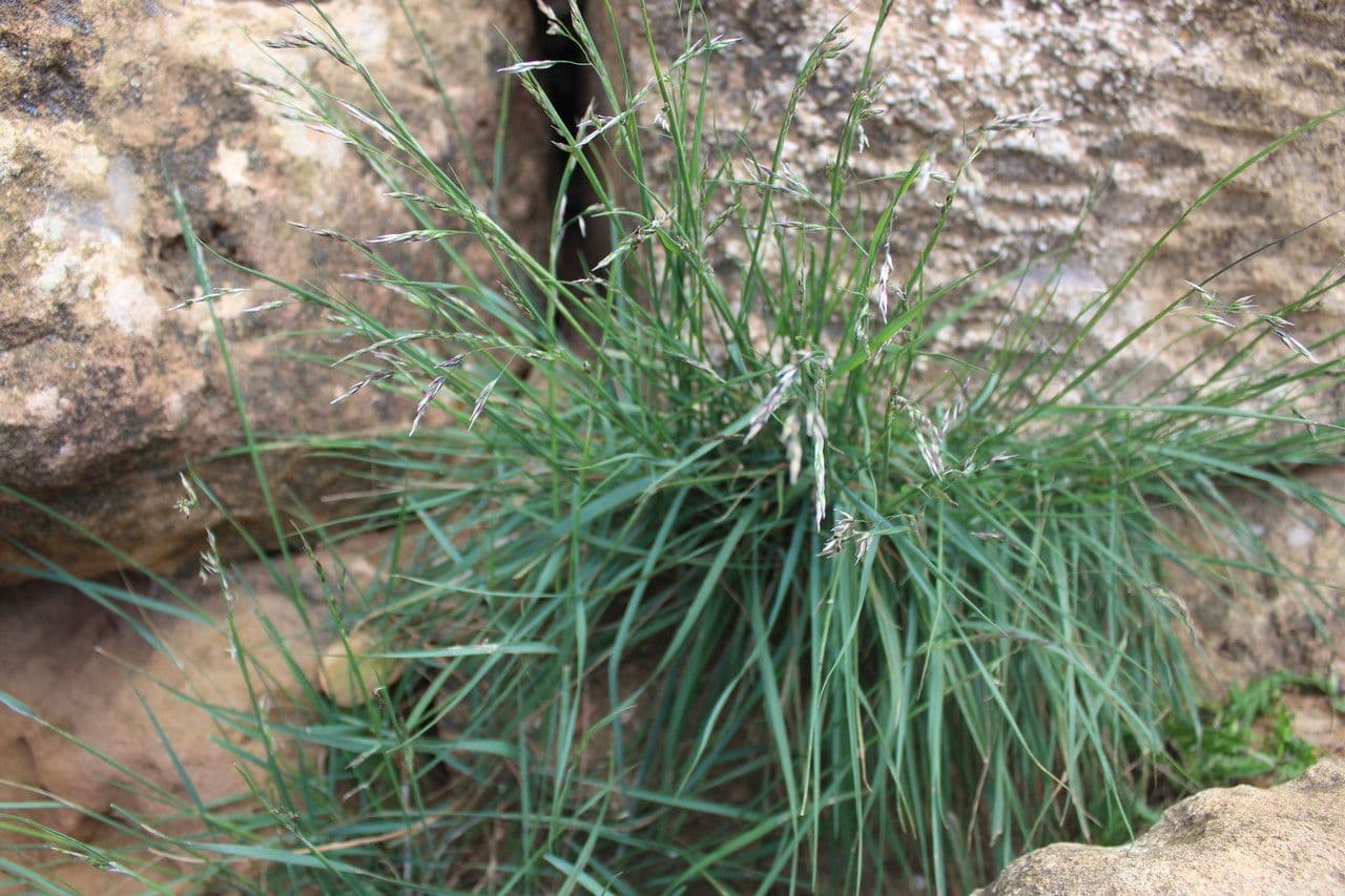 Small melick 16