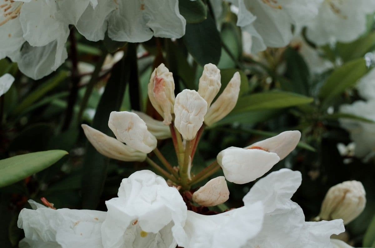 Rhododendron 25