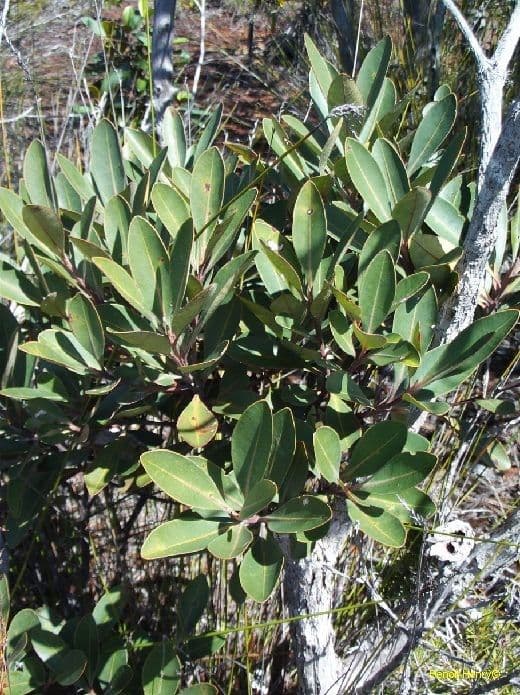 Tristaniopsis 9