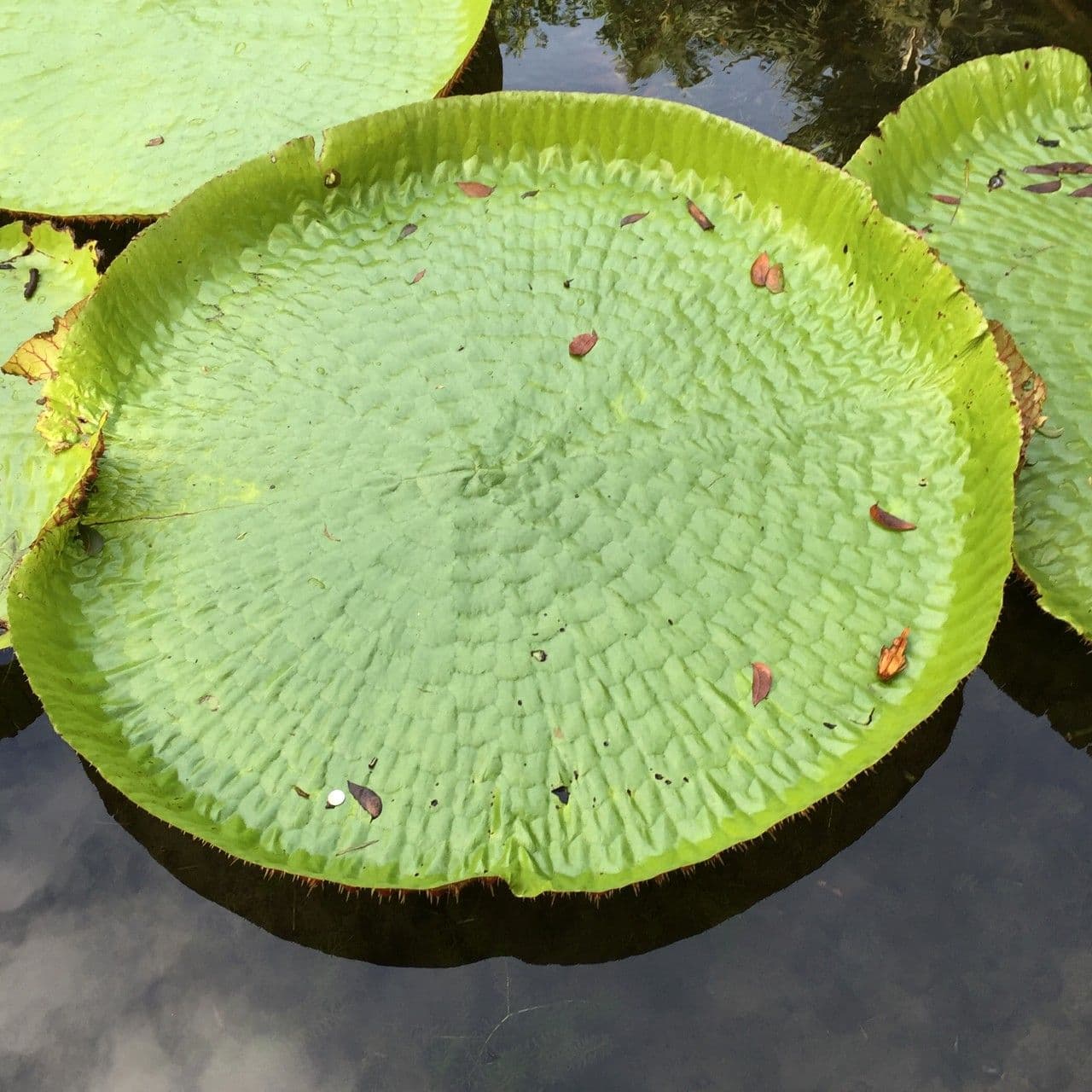 Riesen-Seerose 20