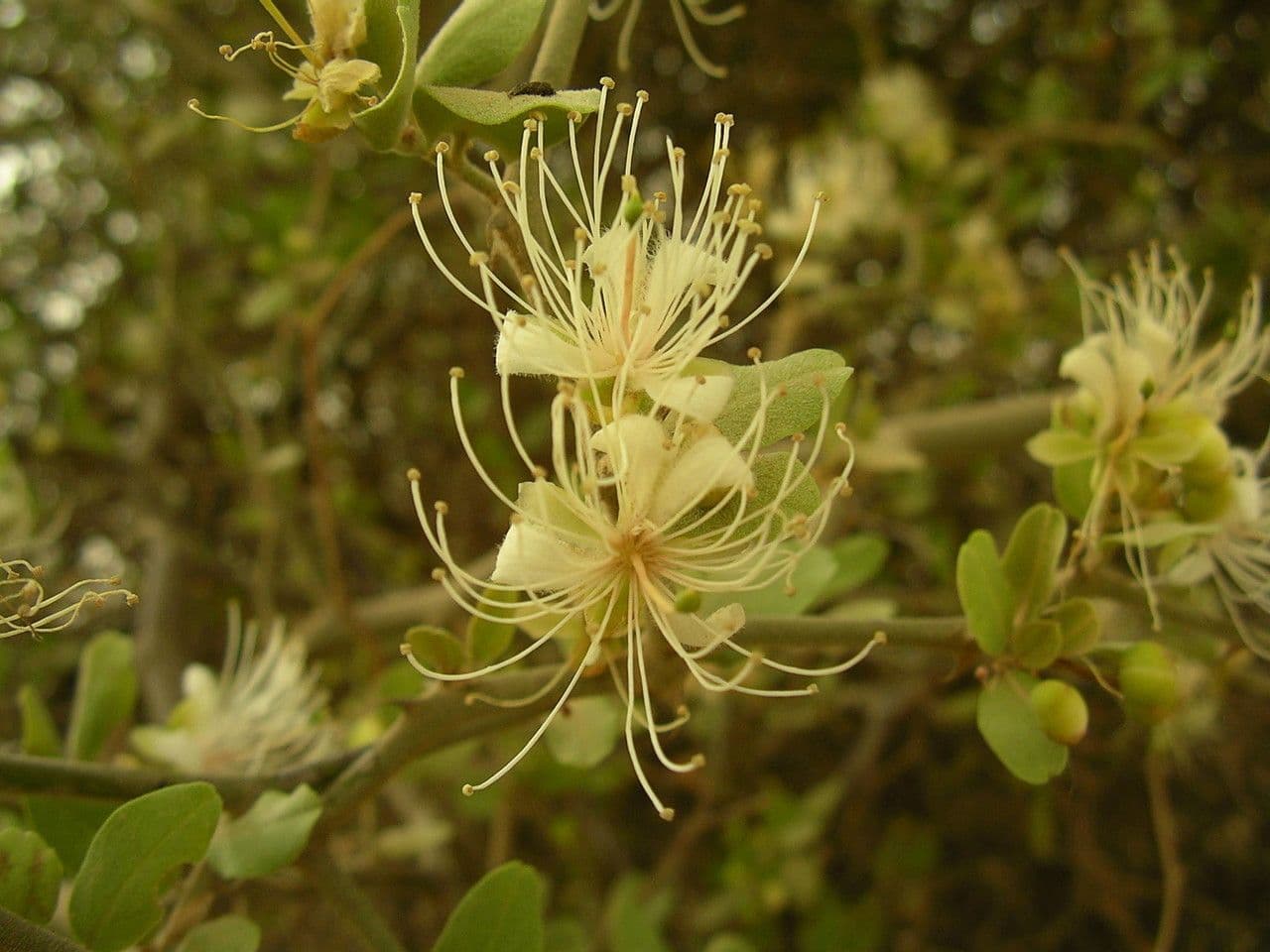 Capparis 2