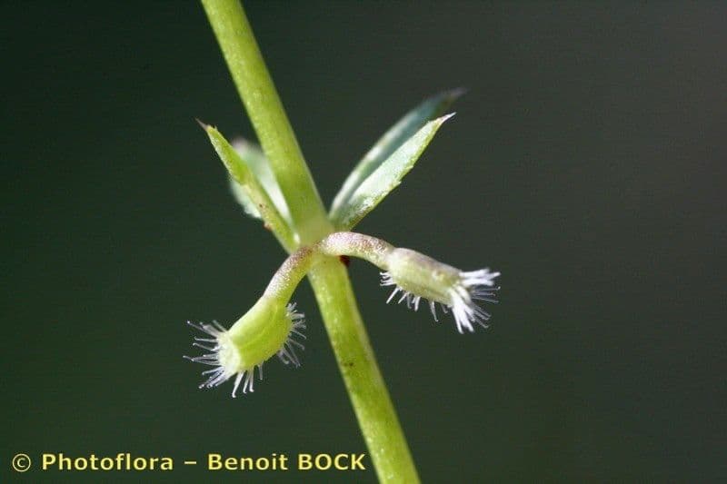 Galium murale 10