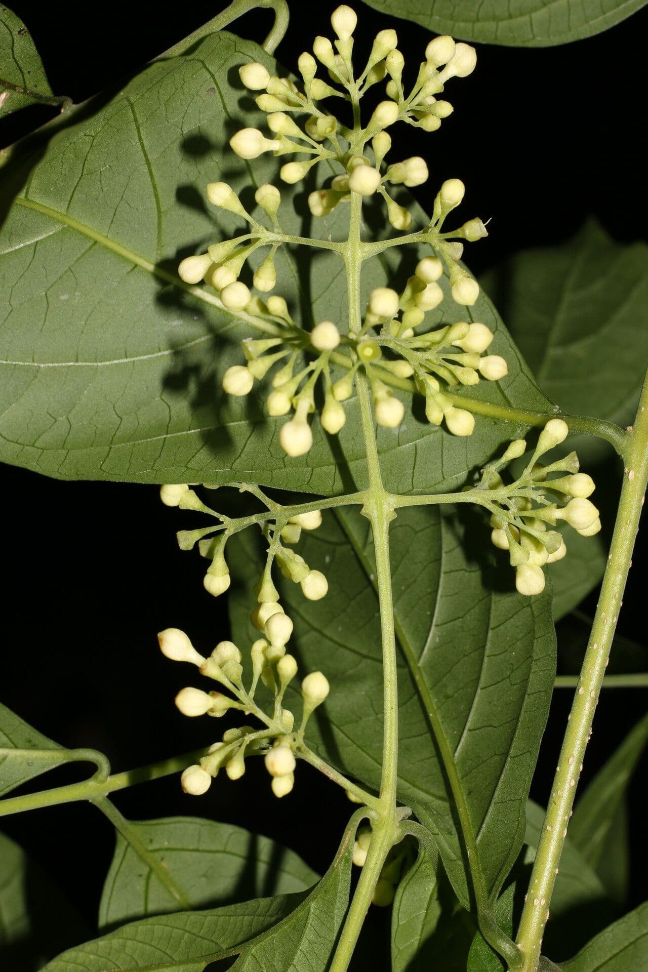 Aegiphila panamense 5