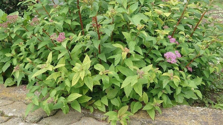 Spirea del Giappone 12
