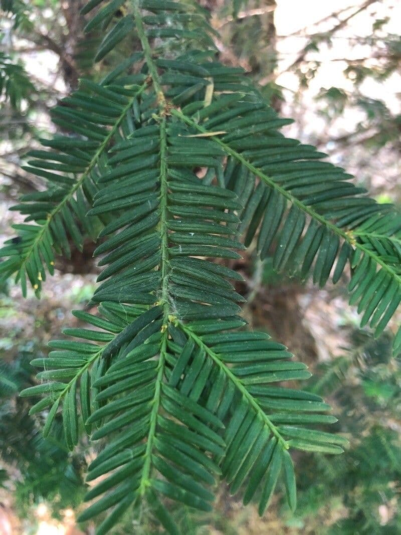 Sequoia sempreverde 14