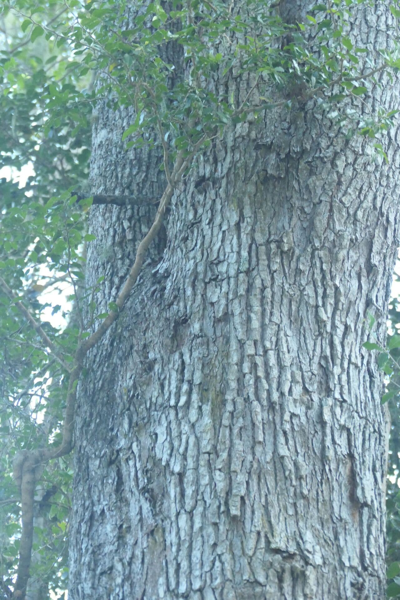 Olinia ventosa 7